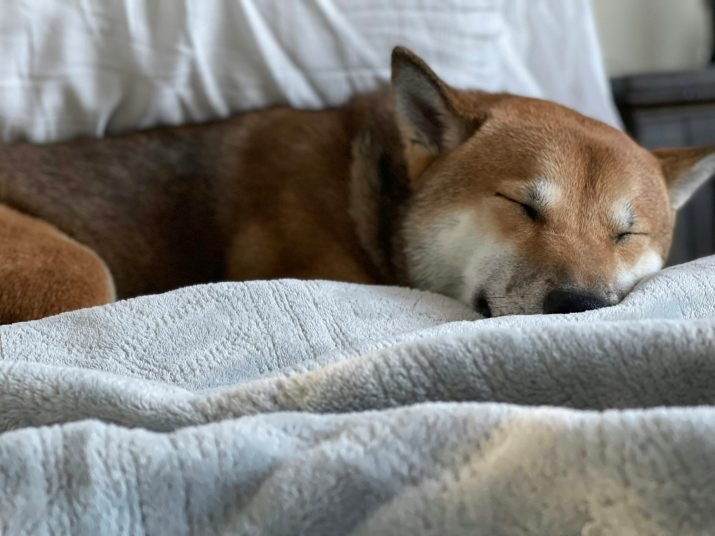 Dogecoin Danger: A Dip Under $0.16 Could Trigger A 30% Crash—Analyst