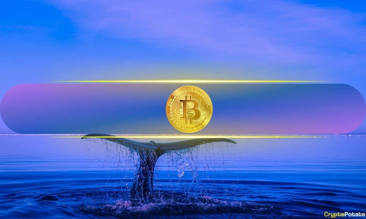 Bitcoin’s Biggest Holders Are Accumulating Again: What Are Whales Preparing For?