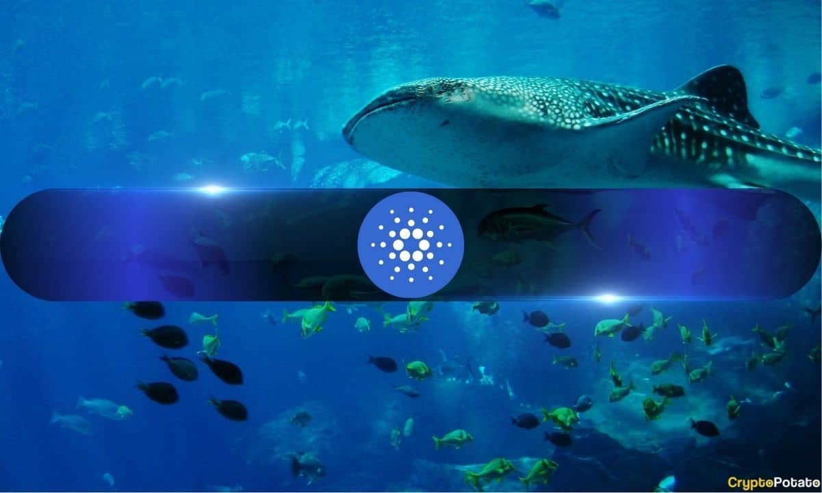 Good or Bad? Cardano Whales Control 67.5% of the Total ADA Supply